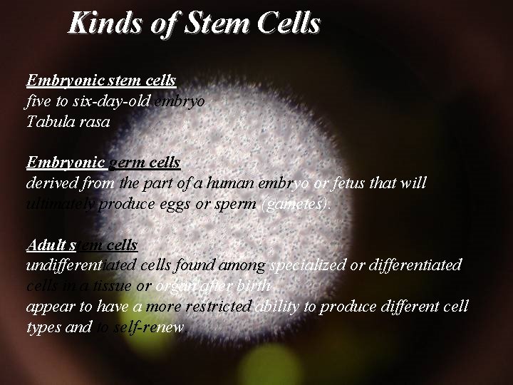 Kinds of Stem Cells Embryonic stem cells five to six-day-old embryo Tabula rasa Embryonic