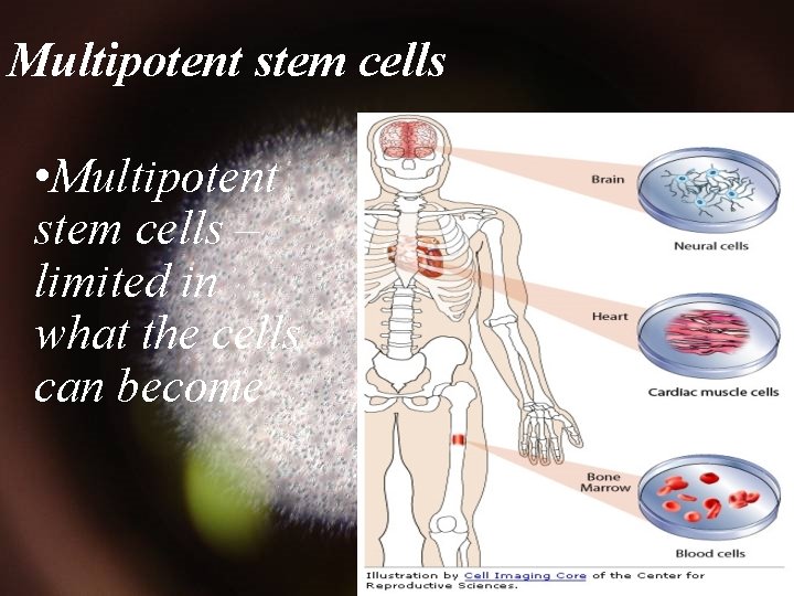 Multipotent stem cells • Multipotent stem cells – limited in what the cells can