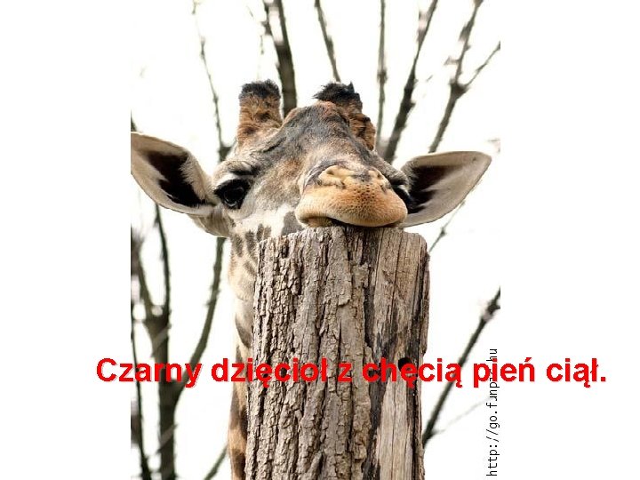 Czarny dzięcioł z chęcią pień ciął. 