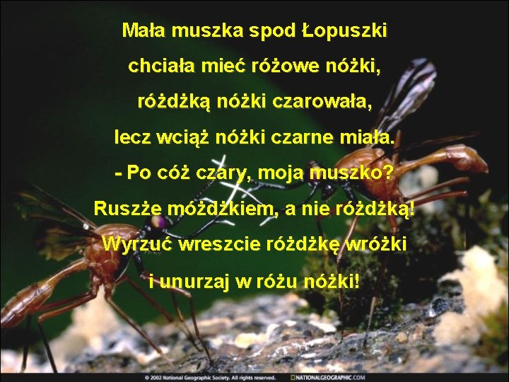 Mała muszka spod Łopuszki chciała mieć różowe nóżki, różdżką nóżki czarowała, lecz wciąż nóżki