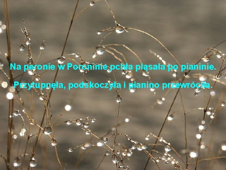 Na peronie w Poroninie pchła pląsała po pianinie. Przytupnęła, podskoczyła i pianino przewróciła. 