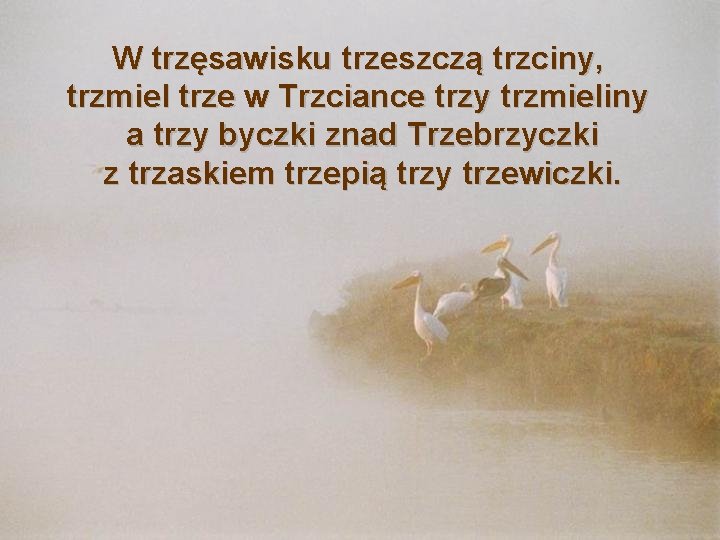 W trzęsawisku trzeszczą trzciny, trzmiel trze w Trzciance trzy trzmieliny a trzy byczki znad