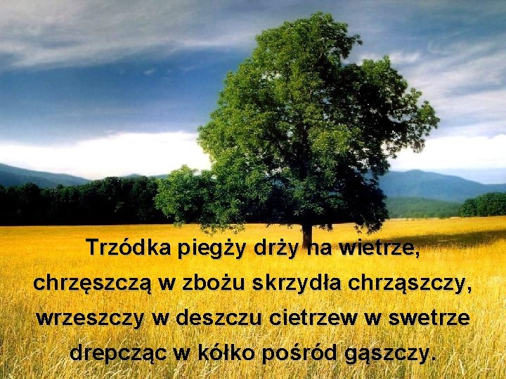 Trzódka piegży drży na wietrze, chrzęszczą w zbożu skrzydła chrząszczy, wrzeszczy w deszczu cietrzew