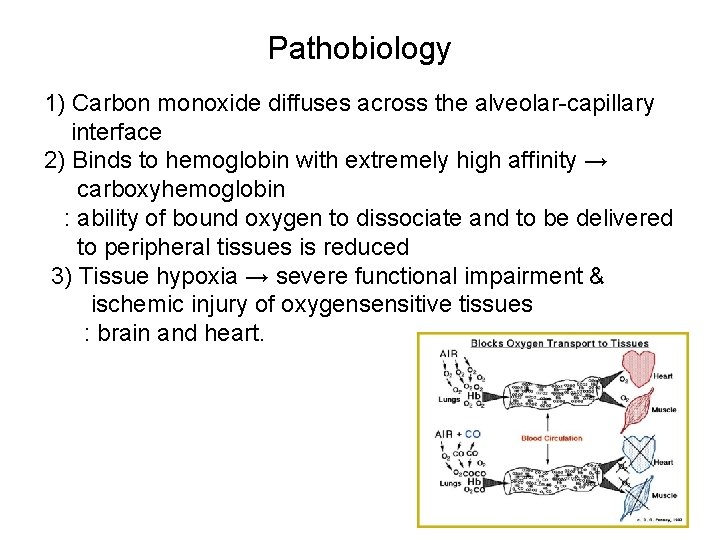 Pathobiology 1) Carbon monoxide diffuses across the alveolar-capillary interface 2) Binds to hemoglobin with