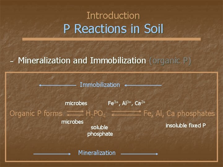 Introduction P Reactions in Soil − Mineralization and Immobilization (organic P) Immobilization microbes Organic