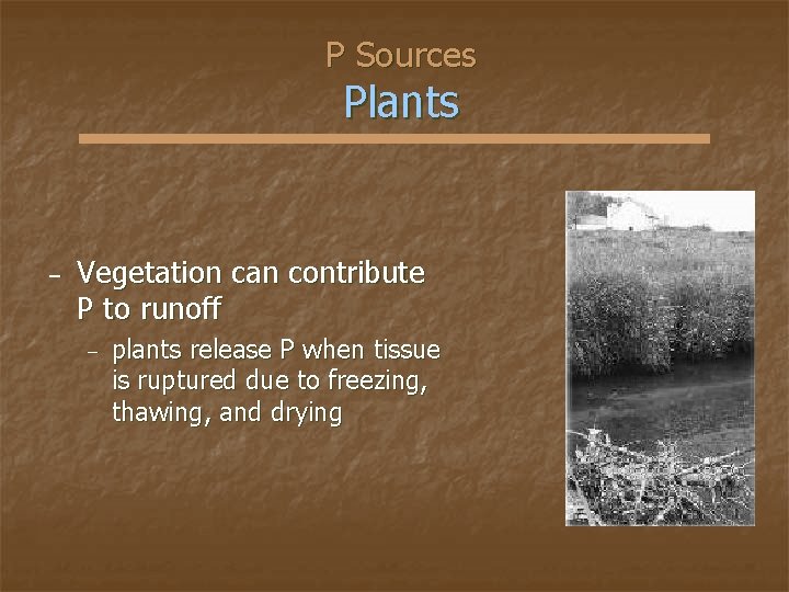 P Sources Plants − Vegetation can contribute P to runoff − plants release P