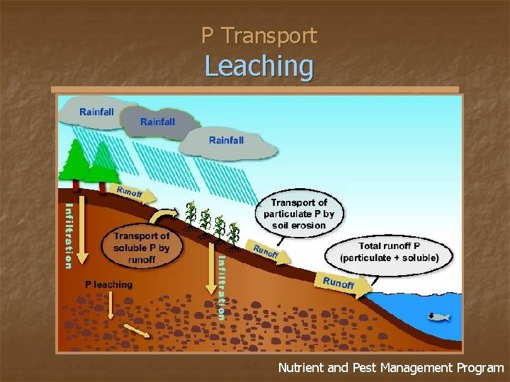 P Transport Leaching Nutrient and Pest Management Program 