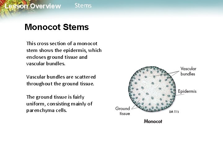 Lesson Overview Stems Monocot Stems This cross section of a monocot stem shows the