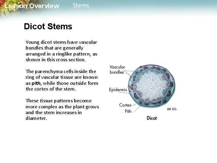 Lesson Overview Stems Dicot Stems Young dicot stems have vascular bundles that are generally