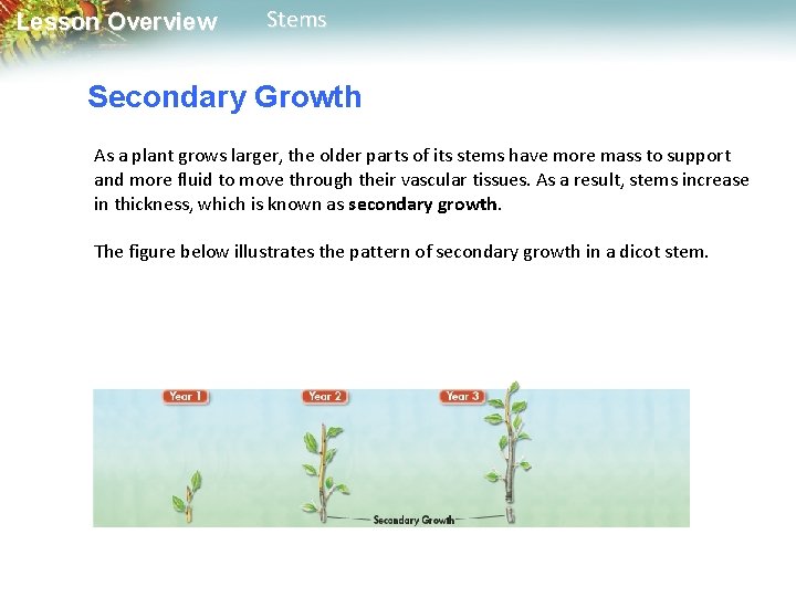 Lesson Overview Stems Secondary Growth As a plant grows larger, the older parts of