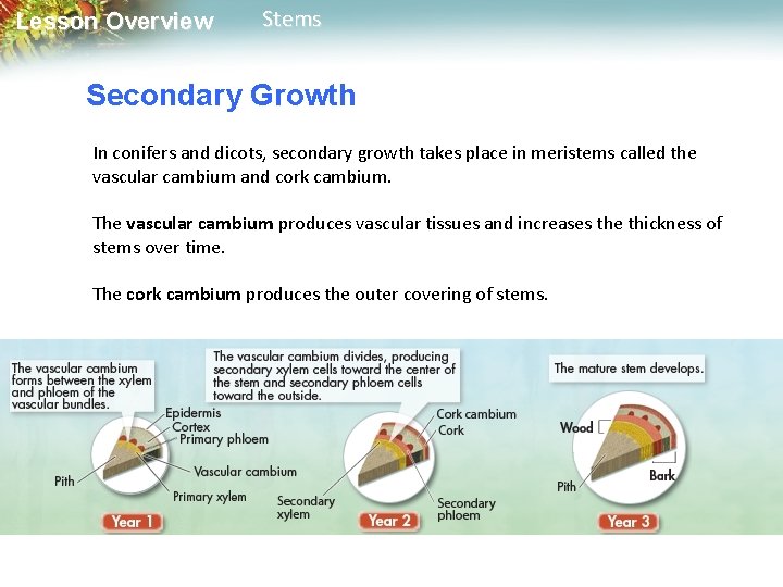 Lesson Overview Stems Secondary Growth In conifers and dicots, secondary growth takes place in