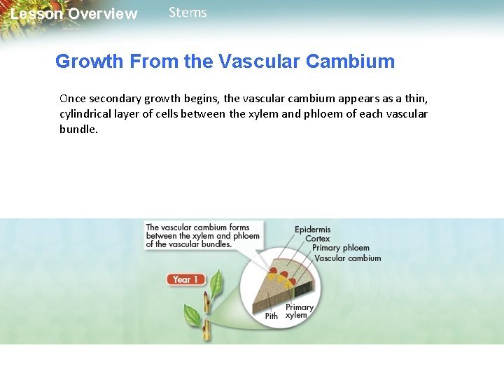 Lesson Overview Stems Growth From the Vascular Cambium Once secondary growth begins, the vascular