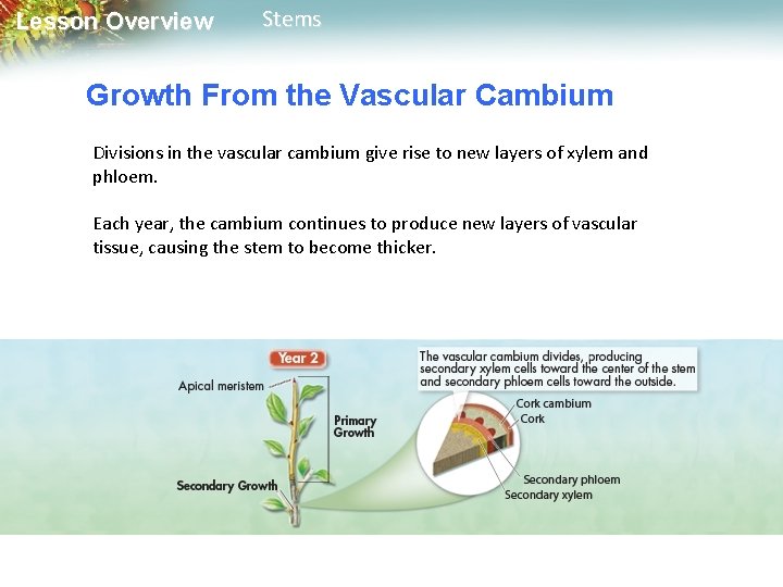 Lesson Overview Stems Growth From the Vascular Cambium Divisions in the vascular cambium give