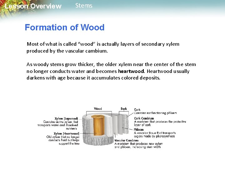Lesson Overview Stems Formation of Wood Most of what is called “wood” is actually