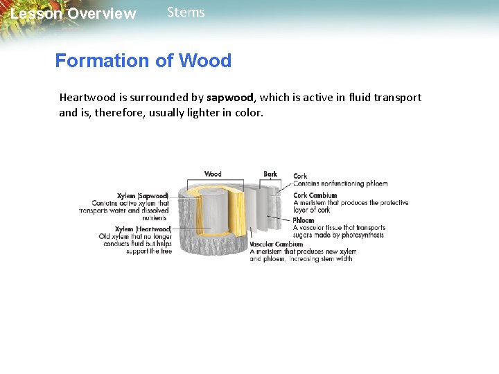 Lesson Overview Stems Formation of Wood Heartwood is surrounded by sapwood, which is active
