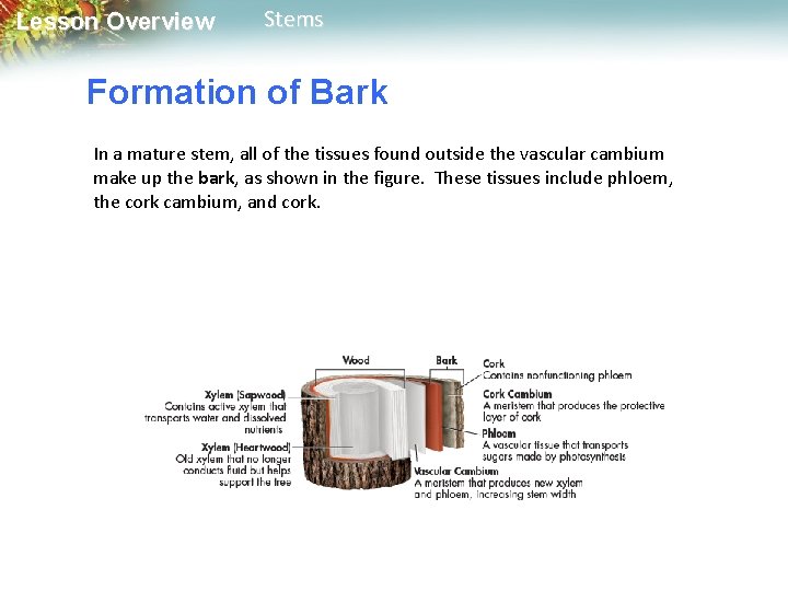 Lesson Overview Stems Formation of Bark In a mature stem, all of the tissues