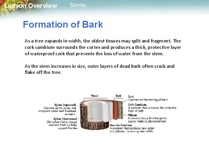 Lesson Overview Stems Formation of Bark As a tree expands in width, the oldest