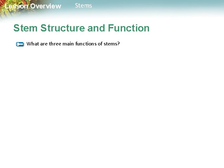 Lesson Overview Stems Stem Structure and Function What are three main functions of stems?