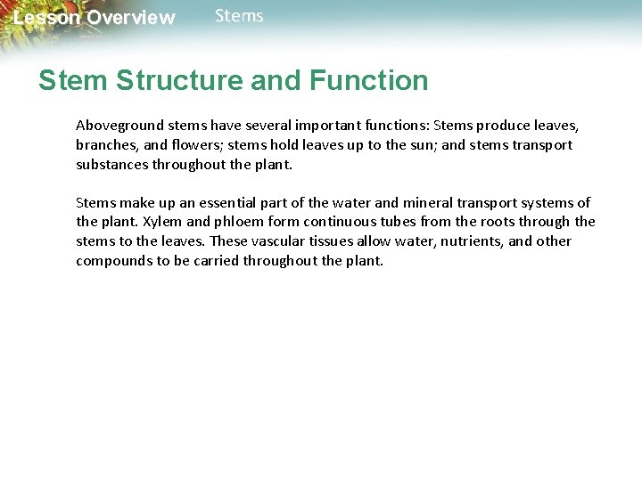 Lesson Overview Stems Stem Structure and Function Aboveground stems have several important functions: Stems