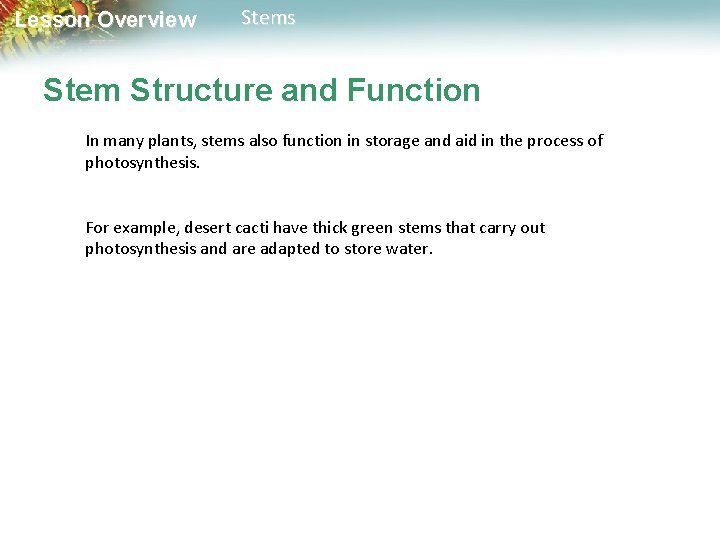 Lesson Overview Stems Stem Structure and Function In many plants, stems also function in