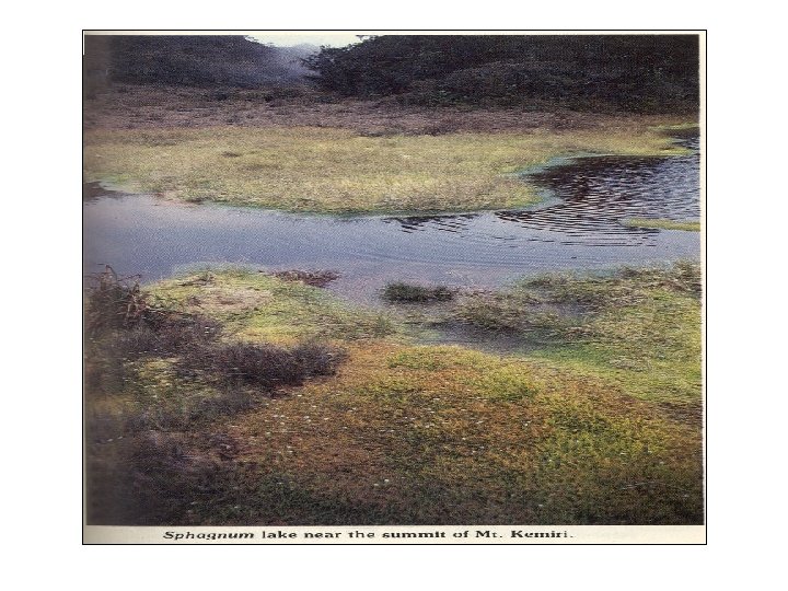 Sphagnum lake 