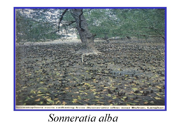 Sonneratia alba 