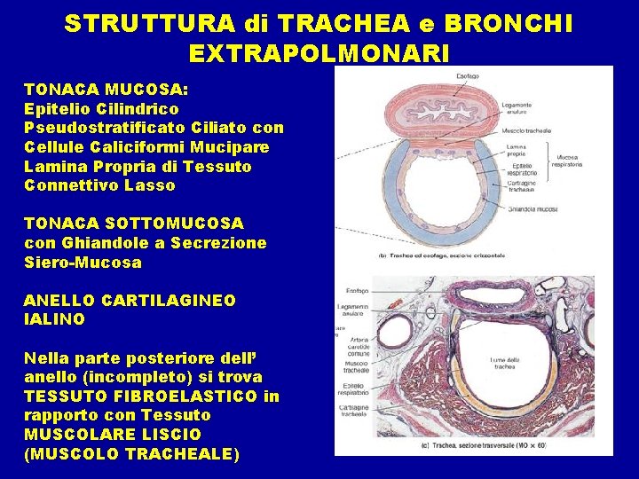 STRUTTURA di TRACHEA e BRONCHI EXTRAPOLMONARI TONACA MUCOSA: Epitelio Cilindrico Pseudostratificato Ciliato con Cellule