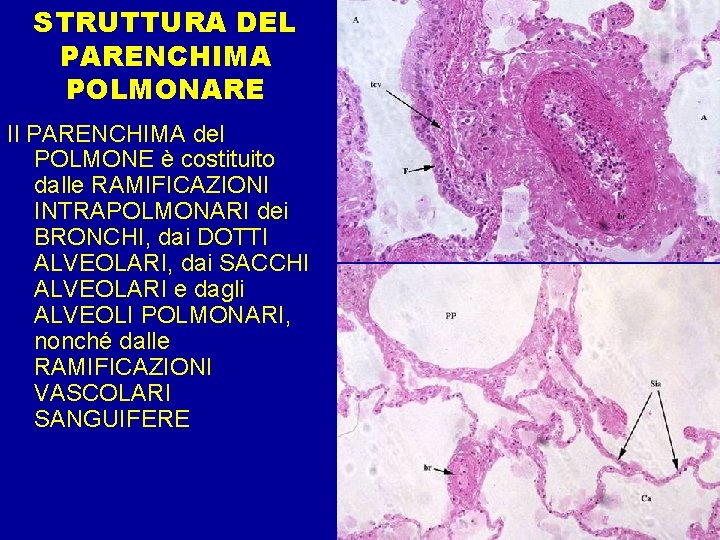 STRUTTURA DEL PARENCHIMA POLMONARE Il PARENCHIMA del POLMONE è costituito dalle RAMIFICAZIONI INTRAPOLMONARI dei