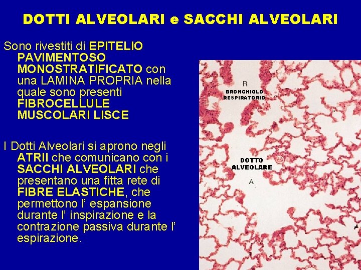 DOTTI ALVEOLARI e SACCHI ALVEOLARI Sono rivestiti di EPITELIO PAVIMENTOSO MONOSTRATIFICATO con una LAMINA