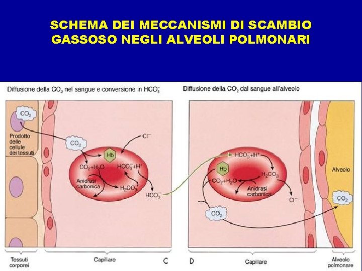 SCHEMA DEI MECCANISMI DI SCAMBIO GASSOSO NEGLI ALVEOLI POLMONARI 