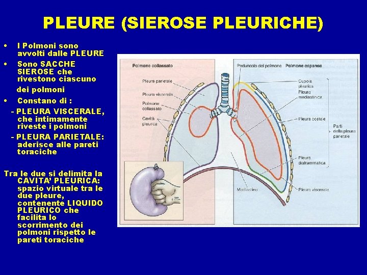 PLEURE (SIEROSE PLEURICHE) • I Polmoni sono avvolti dalle PLEURE • Sono SACCHE SIEROSE