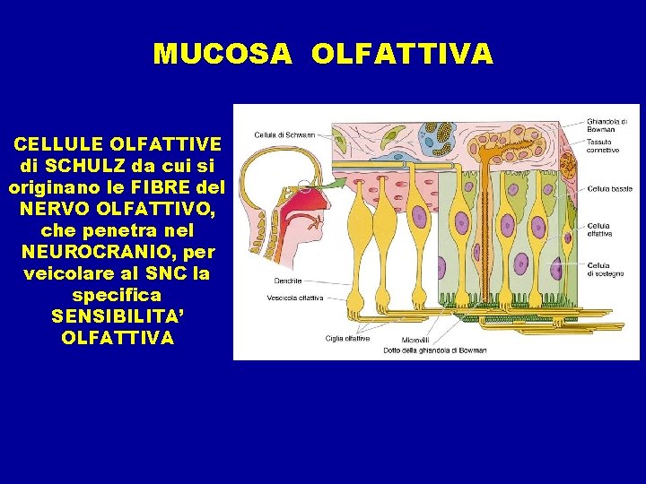 MUCOSA OLFATTIVA CELLULE OLFATTIVE di SCHULZ da cui si originano le FIBRE del NERVO