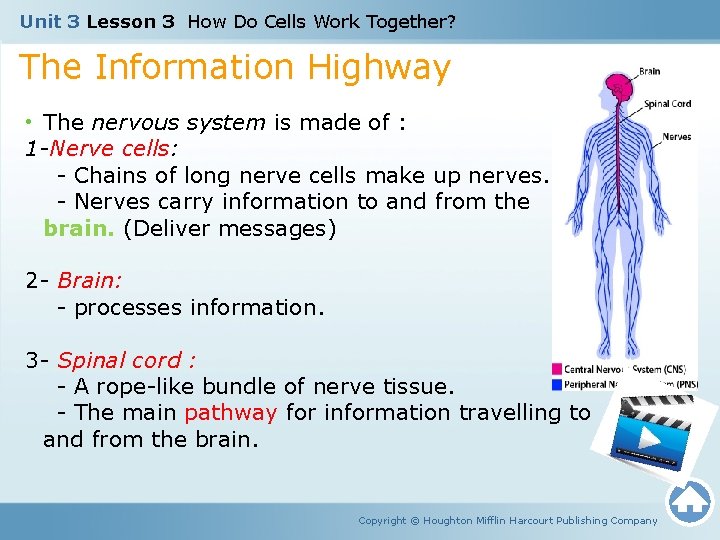 Unit 3 Lesson 3 How Do Cells Work Together? The Information Highway • The