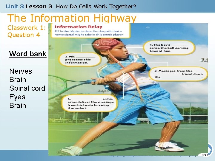 Unit 3 Lesson 3 How Do Cells Work Together? The Information Highway Classwork 1: