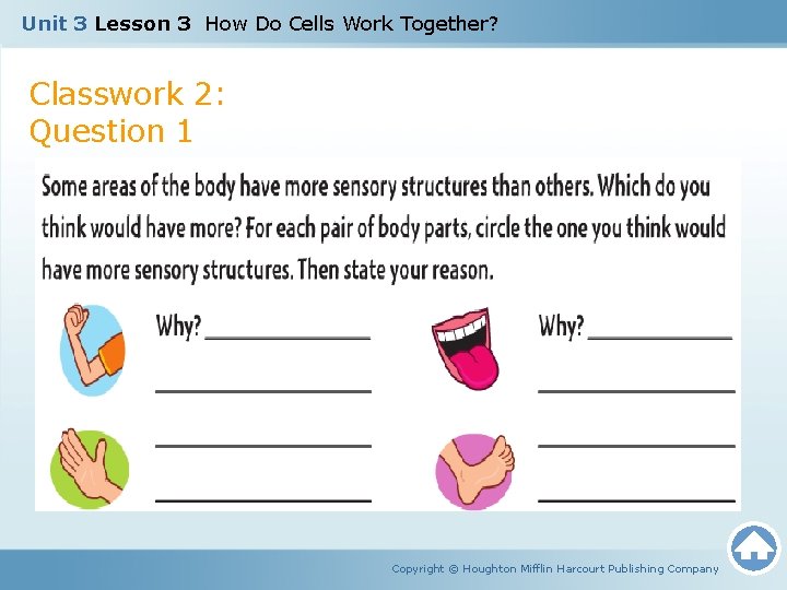 Unit 3 Lesson 3 How Do Cells Work Together? Classwork 2: Question 1 Copyright
