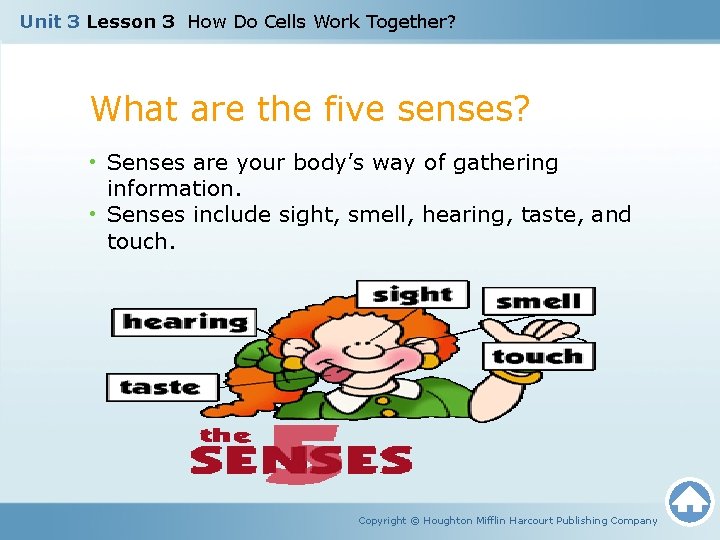 Unit 3 Lesson 3 How Do Cells Work Together? What are the five senses?