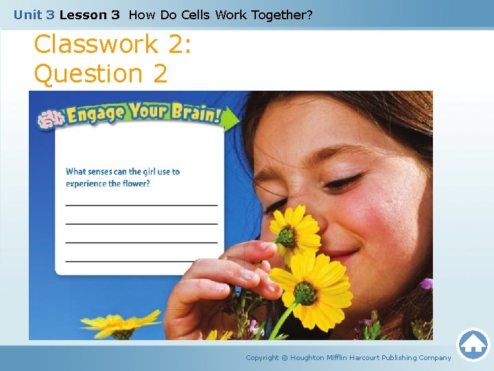 Unit 3 Lesson 3 How Do Cells Work Together? Classwork 2: Question 2 Copyright