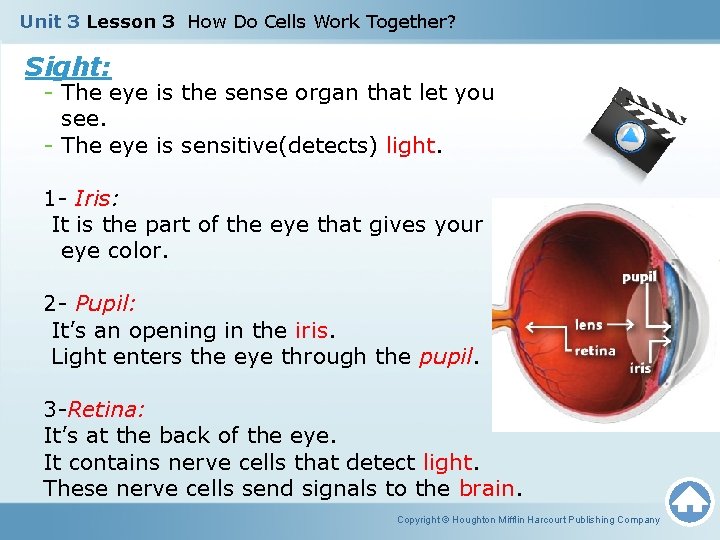 Unit 3 Lesson 3 How Do Cells Work Together? Sight: - The eye is