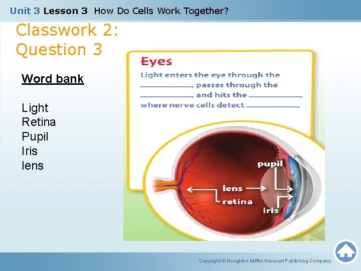 Unit 3 Lesson 3 How Do Cells Work Together? Classwork 2: Question 3 Word