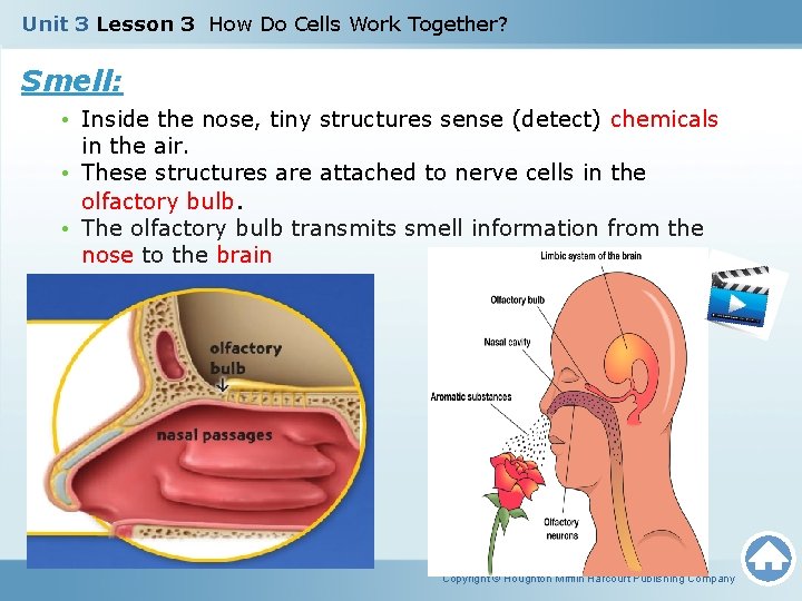 Unit 3 Lesson 3 How Do Cells Work Together? Smell: • Inside the nose,