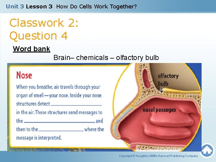 Unit 3 Lesson 3 How Do Cells Work Together? Classwork 2: Question 4 Word