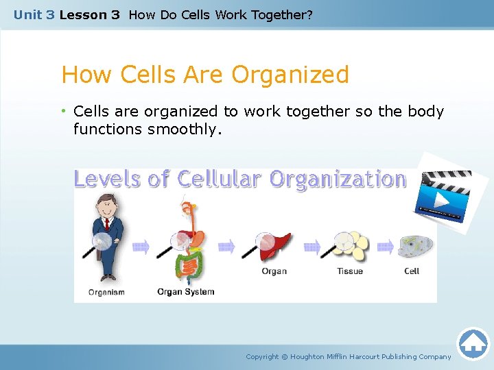 Unit 3 Lesson 3 How Do Cells Work Together? How Cells Are Organized •