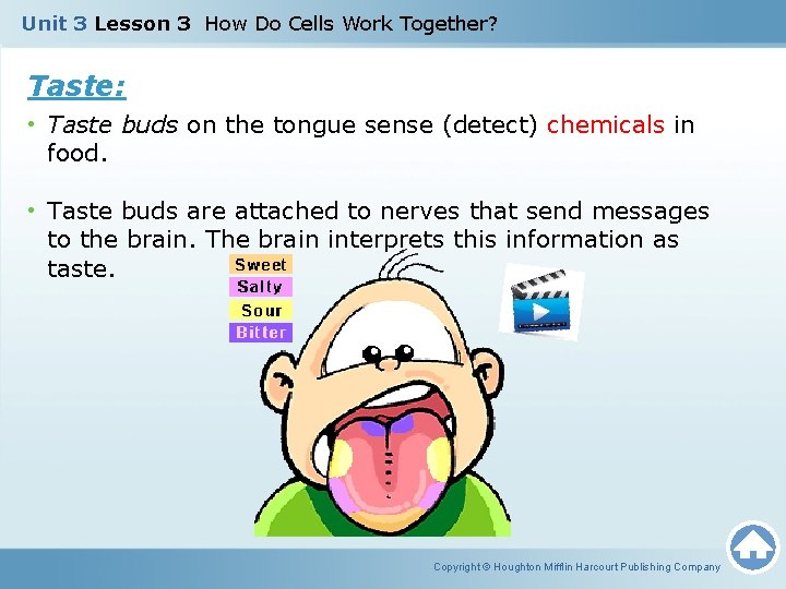 Unit 3 Lesson 3 How Do Cells Work Together? Taste: • Taste buds on