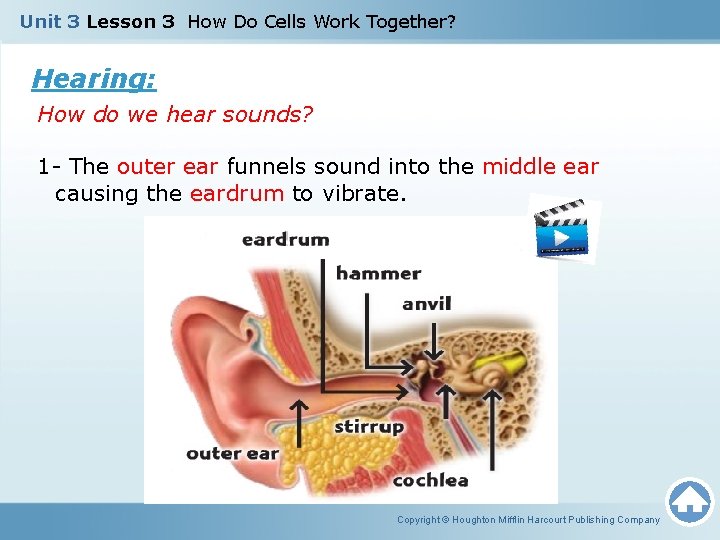 Unit 3 Lesson 3 How Do Cells Work Together? Hearing: How do we hear