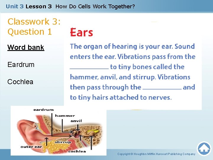 Unit 3 Lesson 3 How Do Cells Work Together? Classwork 3: Question 1 Word