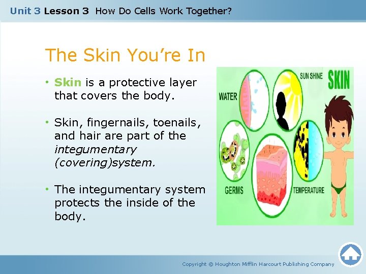 Unit 3 Lesson 3 How Do Cells Work Together? The Skin You’re In •