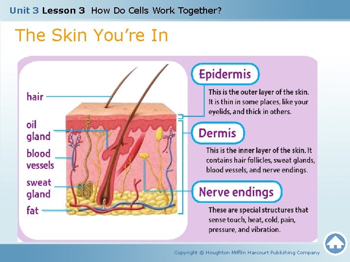 Unit 3 Lesson 3 How Do Cells Work Together? The Skin You’re In Copyright