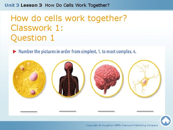 Unit 3 Lesson 3 How Do Cells Work Together? How do cells work together?