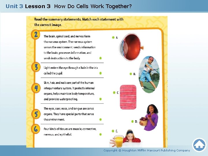 Unit 3 Lesson 3 How Do Cells Work Together? Copyright © Houghton Mifflin Harcourt