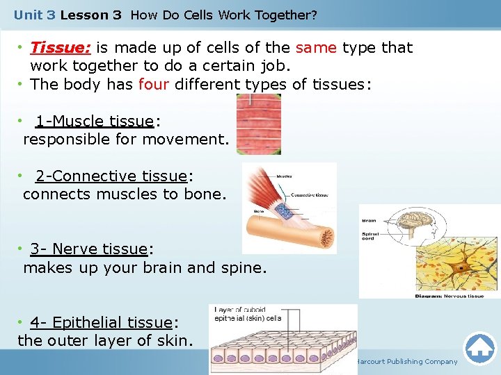 Unit 3 Lesson 3 How Do Cells Work Together? • Tissue: is made up